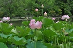 蓮の花Lotus flower0001